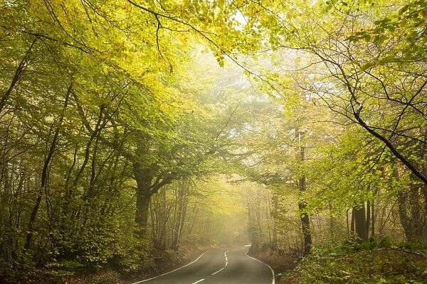 Country road cutting through deciduous autumnal woodland on a misty morning, Limpsfield Chart