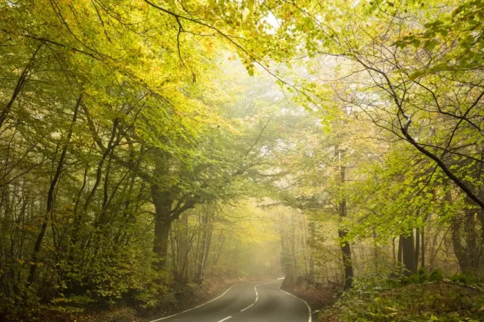 Framed Print : Country road cutting through deciduous autumnal woodland on a misty morning, Limpsfield Chart Framed Print : Country road cutting through deciduous autumnal woodland on a misty morning, Limpsfield Chart