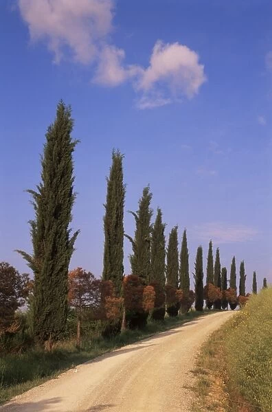Country road with cypress trees near San Quirico