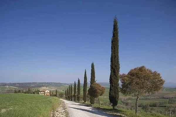 Country road and cypresses near Pienza