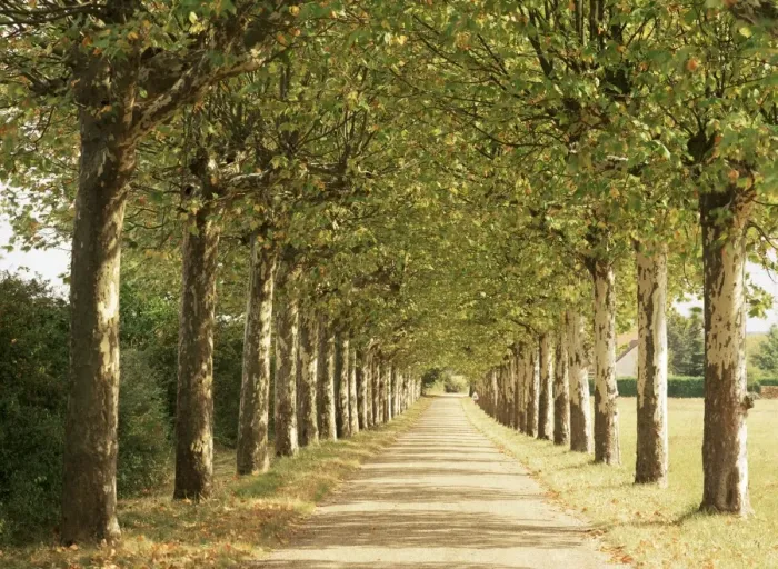 Framed Print : Country road near Macon, Burgundy, France, Europe Framed Print : Country road near Macon, Burgundy, France, Europe