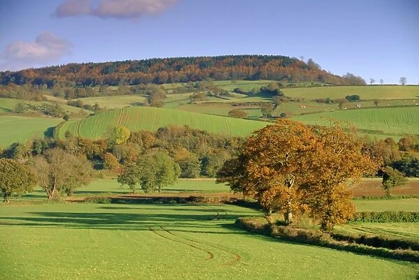 Countryside in autumn in the Otter Valley, Devon, England, UK