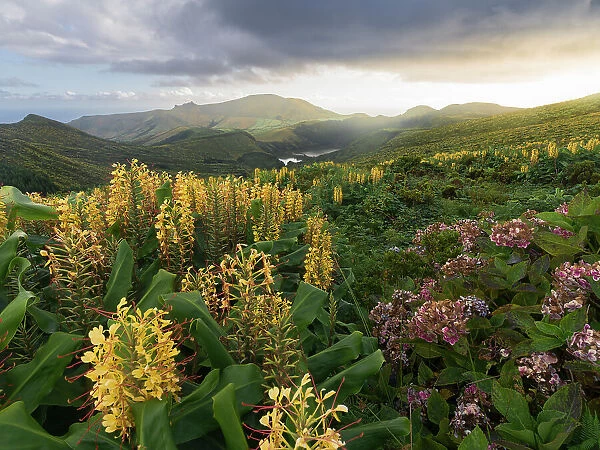 Countryside of Flores Island with many hydrangea and ginger lily flowers, Azores islands, Portugal, Atlantic, Europe