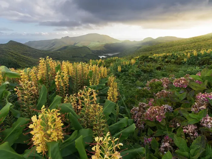 Framed Print : Countryside of Flores Island with many hydrangea and ginger lily flowers, Azores islands, Portugal, Atlantic, Europe Framed Print : Countryside of Flores Island with many hydrangea and ginger lily flowers, Azores islands, Portugal, Atlantic, Europe