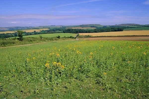 Countryside near Abbotsbury, Dorset, England, UK