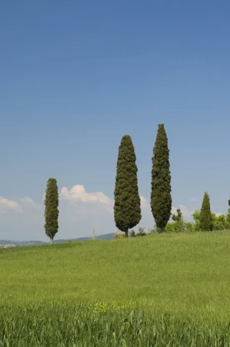 Framed Print : Countryside near Pienza Framed Print : Countryside near Pienza