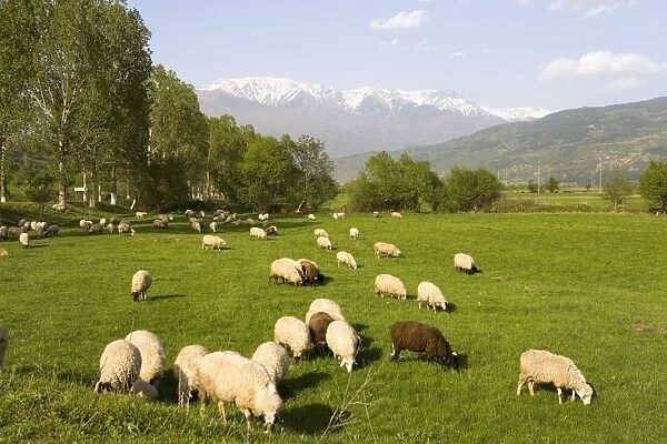 Countryside near Rila Mountains, Bulgaria, Europe