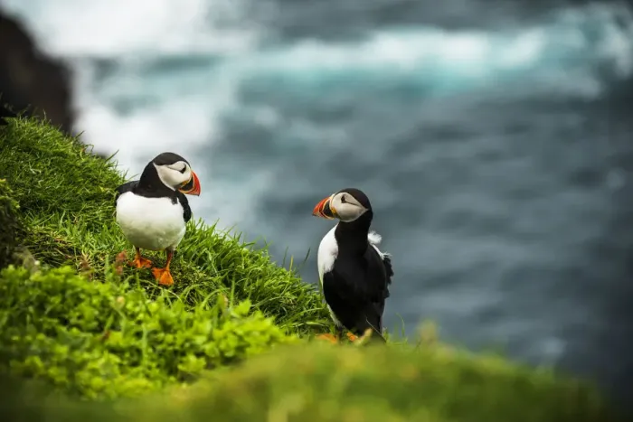 Framed Print : Couple of Atlantic puffins on cliff, Mykines island, Faroe Islands, Denmark
