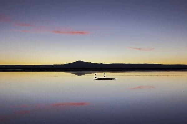 A couple of flamingos fishing in the still waters of a lagoon with a volcano of the Andes in the background, Chile, South America