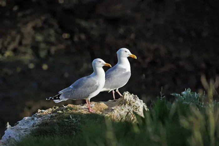 Framed Print : Couple of Great black-backed gulls in the cliffs of Etretat, Seine Maritime department, Normandy region, France, Europe Framed Print : Couple of Great black-backed gulls in the cliffs of Etretat, Seine Maritime department, Normandy region, France, Europe