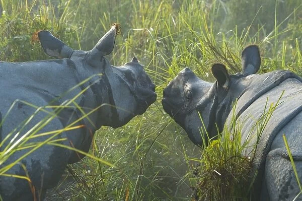 Couple of Indian rhinoceros (Rhinoceros unicornis) in the morning mist, Kaziranga National Park