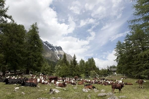 Courmayeur, Mont Blanc, Val Ferret, Aosta Valley, Italy, Europe