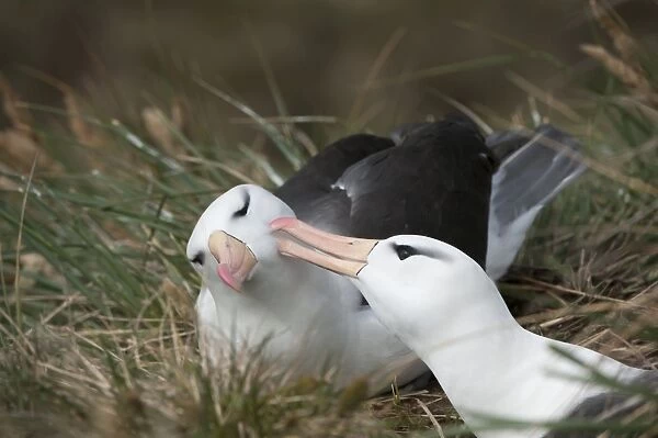Courting black-browed albatross (black-browed mollymawk) (Diomedea melanophris), West Point, Falkland Island, South America