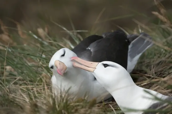 Framed Print : Courting black-browed albatross (black-browed mollymawk) (Diomedea melanophris), West Point, Falkland Island, South America Framed Print : Courting black-browed albatross (black-browed mollymawk) (Diomedea melanophris), West Point, Falkland Island, South America