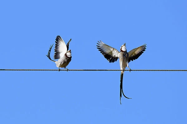 Courtship display of a couple of Streamer-tailed Tyrant (Gubernetes yetapa), Serra da Canastra National Park, Minas Gerais, Brazil, South America