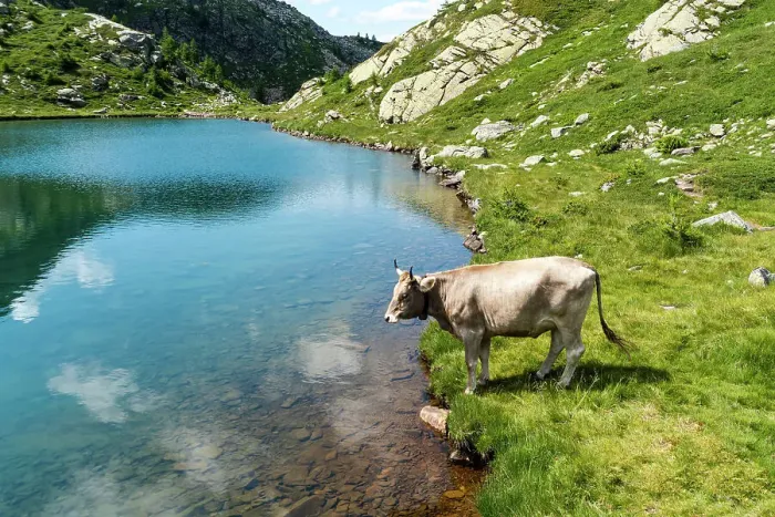 Framed Print : Cow in the Alps by a pristine turquoise blue mountain lake, Tschawinersee, Zwischbergen, Valais, Switzerland, Europe Framed Print : Cow in the Alps by a pristine turquoise blue mountain lake, Tschawinersee, Zwischbergen, Valais, Switzerland, Europe
