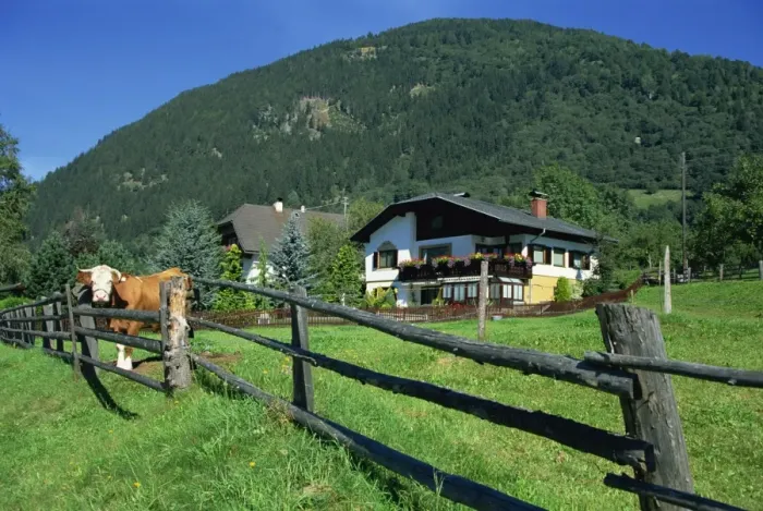 Framed Print : Cow and chalet, Malta Valley, Austria, Europe Framed Print : Cow and chalet, Malta Valley, Austria, Europe