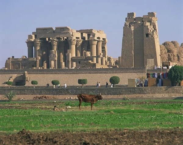 Cow in field in front of the ruins of the temple at Kom Ombo, Egypt, North Africa, Africa