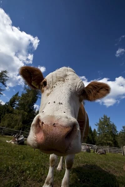 Cow grazing, Dolomites, Bolzano province, South Tyrol, Italy, Europe