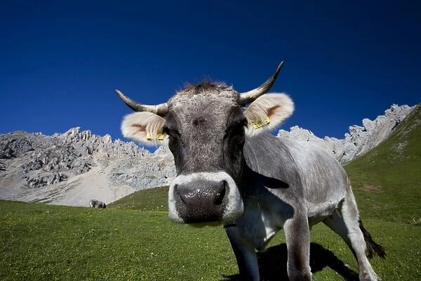 Cow grazing, Dolomites, Bolzano province, South Tyrol, Italy, Europe