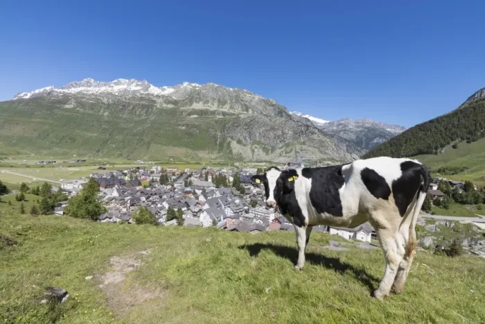 Framed Print : Cow grazing in the green pastures surrounding the alpine village of Andermatt, Canton of Uri Framed Print : Cow grazing in the green pastures surrounding the alpine village of Andermatt, Canton of Uri