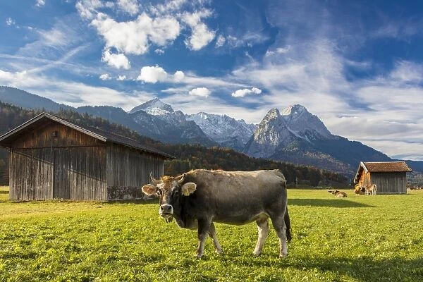 Cow in the green pastures framed by the high peaks of the Alps, Garmisch Partenkirchen