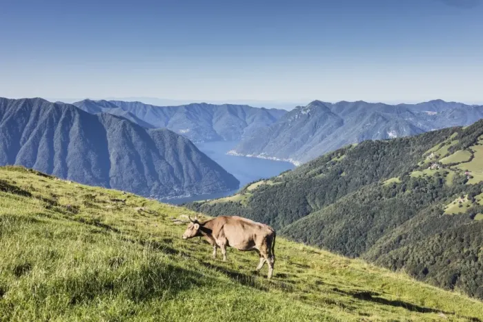 Framed Print : Cow in the green pastures with Lake Como and peaks in the background Gravedona, Province of Como Framed Print : Cow in the green pastures with Lake Como and peaks in the background Gravedona, Province of Como