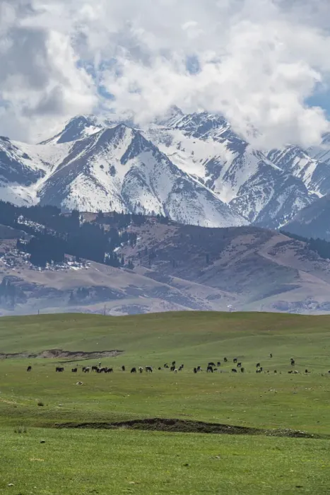 Framed Print : Cow herd in front of the Kolsay Lakes National Park, Tian Shan mountains, Kazakhstan, Central Asia, Asia Framed Print : Cow herd in front of the Kolsay Lakes National Park, Tian Shan mountains, Kazakhstan, Central Asia, Asia