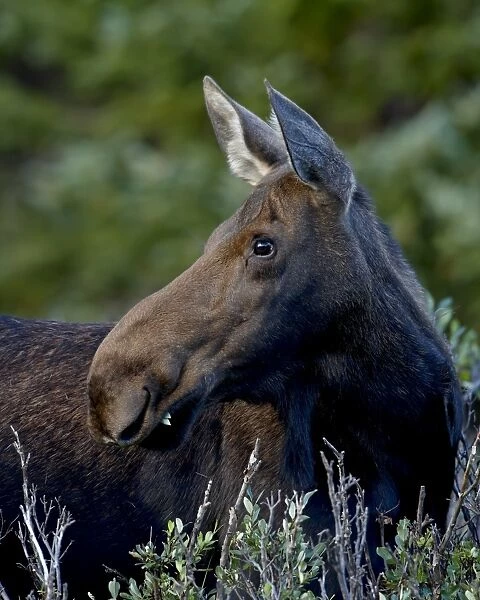 Cow moose (Alces alces), Roosevelt National Forest, Colorado, United States of America