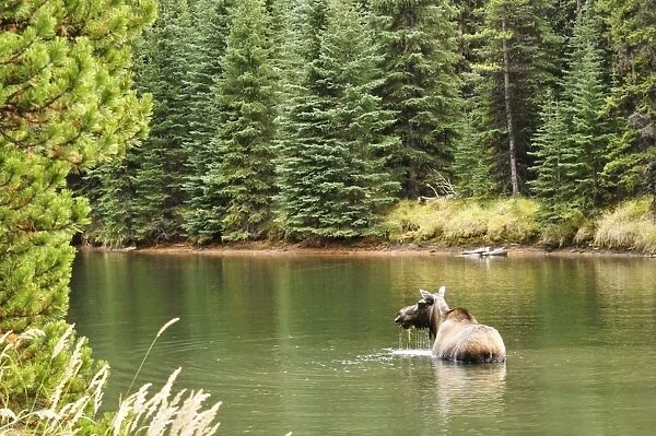 Cow moose feeding in Moose Lake, Jasper National Park, UNESCO World Heritage Site