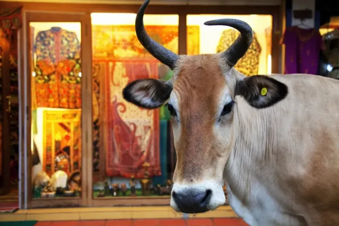 Framed Print : Cow outside a shop in the street in Thekkady, Kerala, India, Asia Framed Print : Cow outside a shop in the street in Thekkady, Kerala, India, Asia