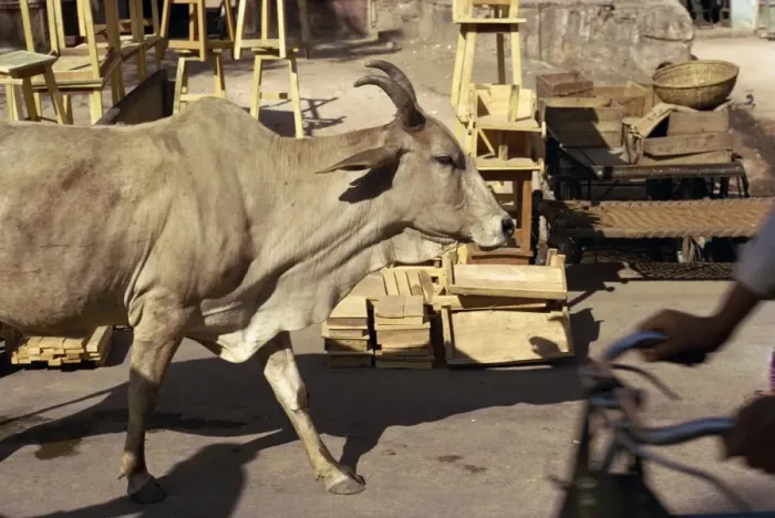 Framed Print : Cow wandering the streets
