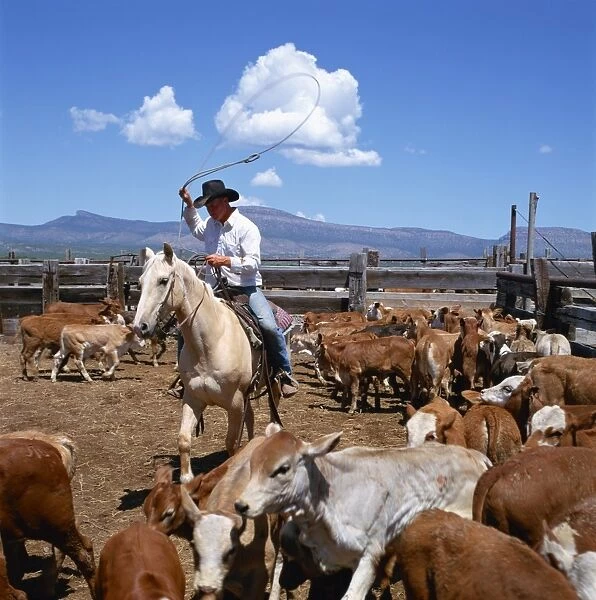 Cowboy riding a horse rounding up cattle for branding in Arizona