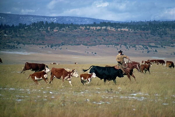 Cowboy rounding up cattle