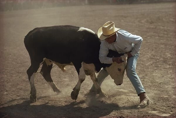 Cowboy wrestling a cow