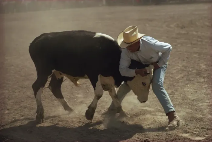 Framed Print : Cowboy wrestling a cow Framed Print : Cowboy wrestling a cow