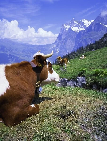 Cows at Alpiglen