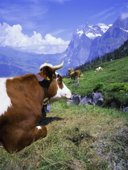 Framed Print : Cows at Alpiglen Framed Print : Cows at Alpiglen