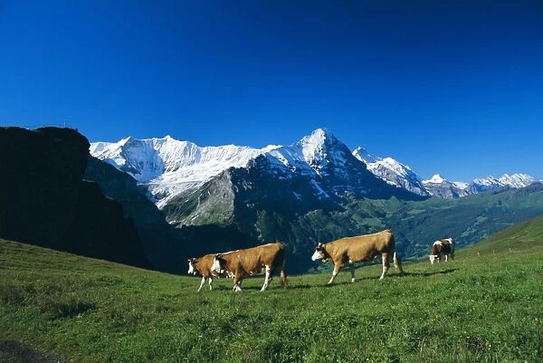 Cows in alpine meadow with Fiescherhorner and Eiger mountains beyond