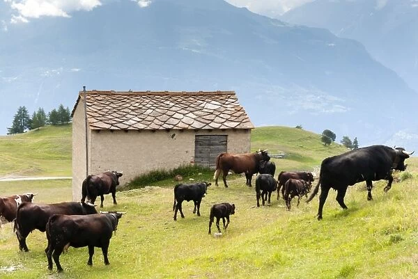 Cows of Aosta Valley, Vetan, Aosta Valley, Italian Alps, Italy, Europe