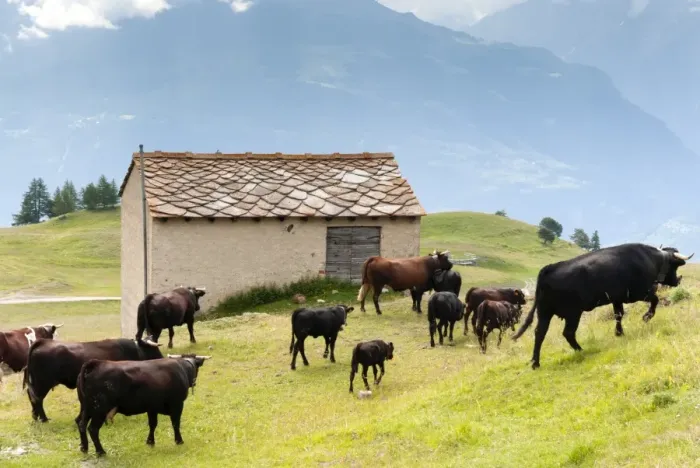 Framed Print : Cows of Aosta Valley, Vetan, Aosta Valley, Italian Alps, Italy, Europe Framed Print : Cows of Aosta Valley, Vetan, Aosta Valley, Italian Alps, Italy, Europe