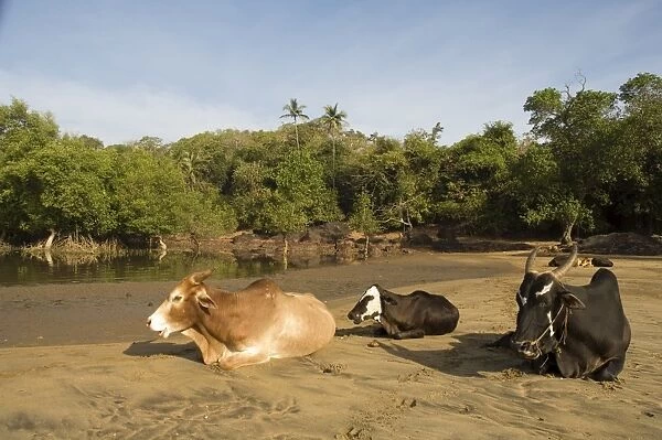 Cows on the bank of the Tiracol River