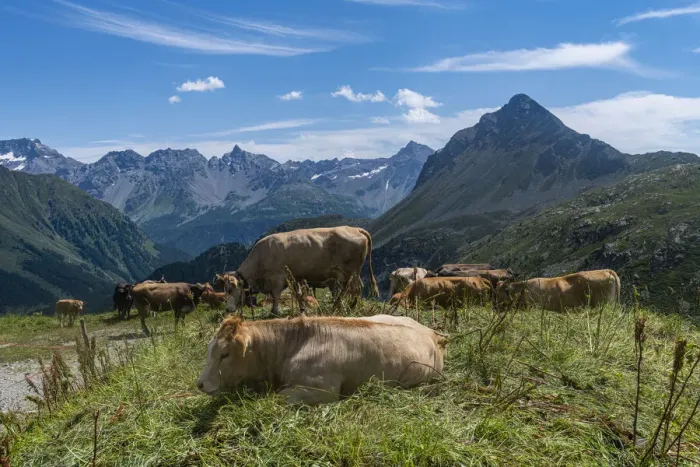 Framed Print : Cows on the Bernina mountains, St. Moritz, Engadine, Graubunden, Switzerland, Europe