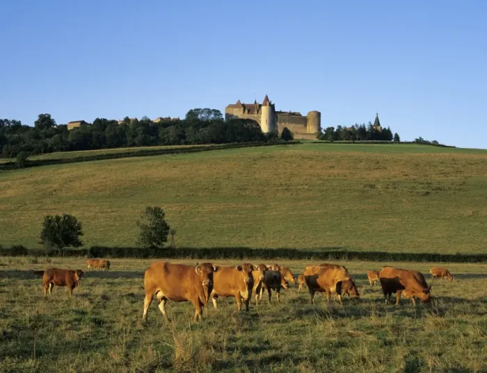 Framed Print : Cows below the Chateau, Chateauneuf, Burgundy, France, Europe Framed Print : Cows below the Chateau, Chateauneuf, Burgundy, France, Europe