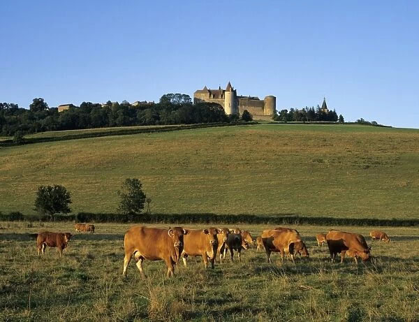 Cows below the Chateau, Chateauneuf, Burgundy, France, Europe
