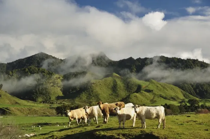 Framed Print : Cows and farmland, near Matawai, Gisborne, North Island, New Zealand, Pacific Framed Print : Cows and farmland, near Matawai, Gisborne, North Island, New Zealand, Pacific