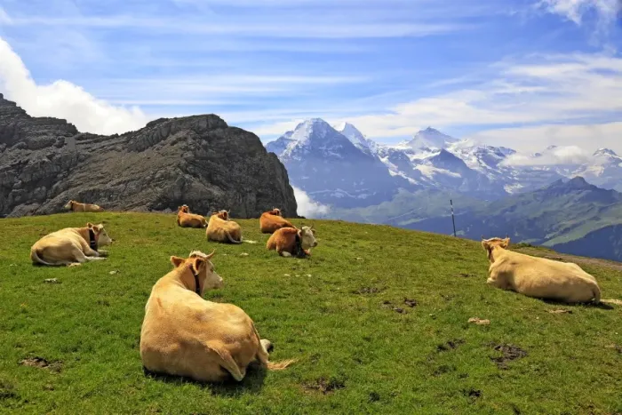 Framed Print : Cows at Faulhorn, Grindelwald, Bernese Oberland, Switzerland, Europe Framed Print : Cows at Faulhorn, Grindelwald, Bernese Oberland, Switzerland, Europe
