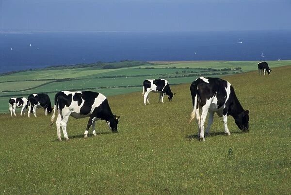 Cows in a field, Isle of Purbeck, Dorset, England, United Kingdom, Europe
