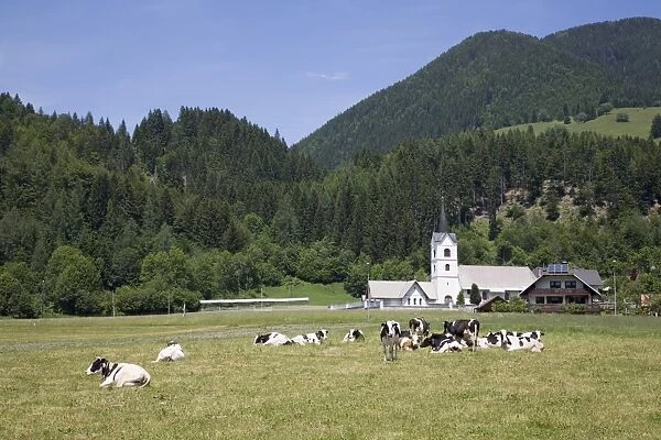 Cows in field and village church of St