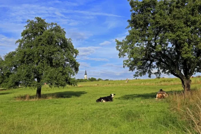 Framed Print : Cows and fruit trees near Merzkirchen, Saargau, Rhineland-Palatinate, Germany, Europe Framed Print : Cows and fruit trees near Merzkirchen, Saargau, Rhineland-Palatinate, Germany, Europe